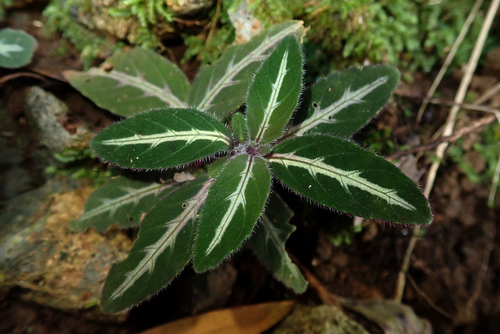 Ruellia makoyana, 2023-05-23