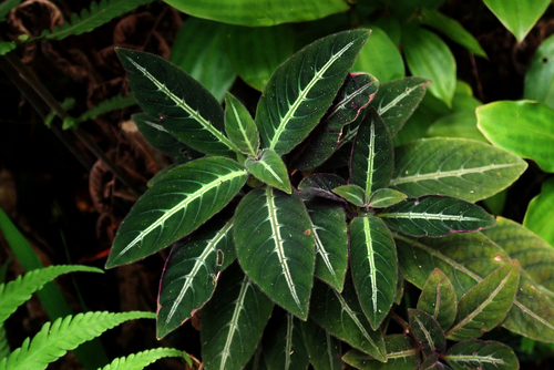 Ruellia makoyana, 2023-05-23