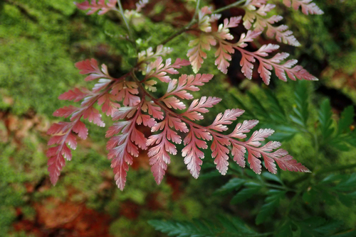 Davallia fejeensis