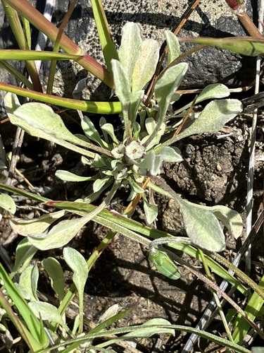 Image of Hesperevax sparsiflora by no rights reserved
