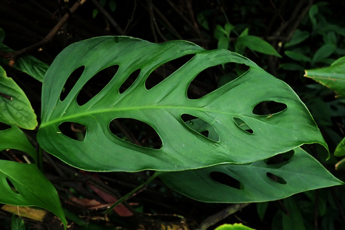 Monstera adansonii observed 2023-05-23