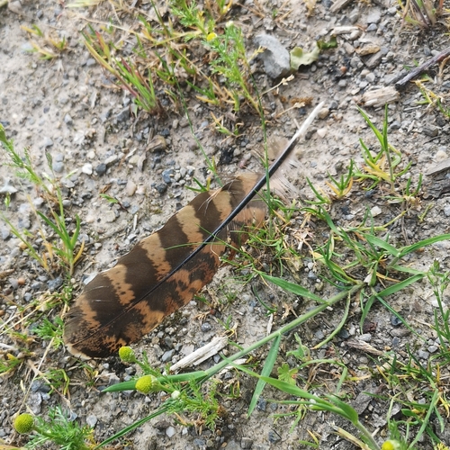 Plume de Faisan vénéré