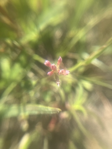 Image of Trifolium bifidum by no rights reserved
