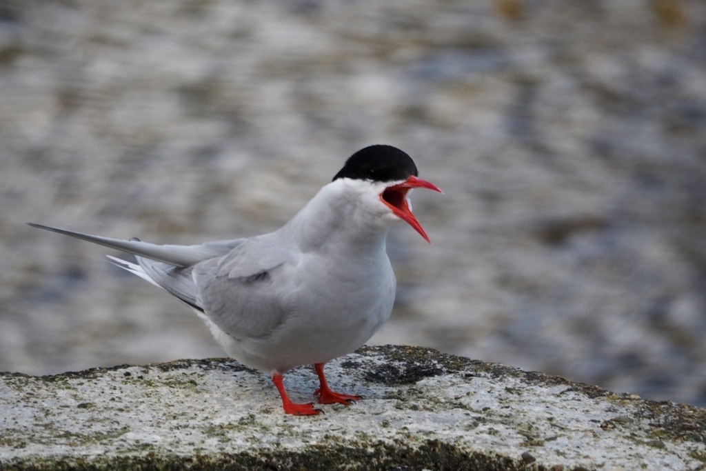 Antarctic Tern