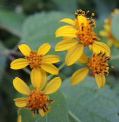 Hymenostephium cordatum