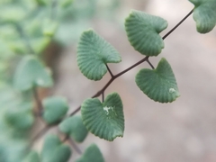 Argyrochosma microphylla