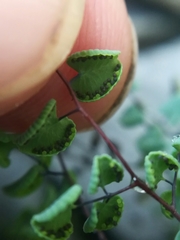 Argyrochosma microphylla