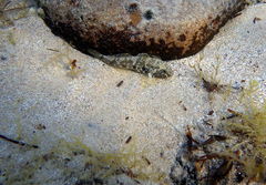 Bathygobius krefftii