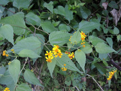 Hymenostephium cordatum