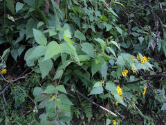 Hymenostephium cordatum