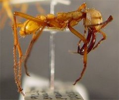Eciton hamatum