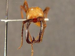 Eciton burchellii