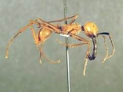 Eciton burchellii