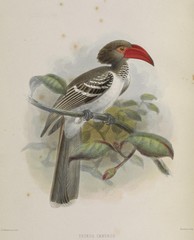 Red-Billed Dwarf Hornbill photo 3