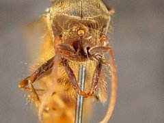 Eciton burchellii