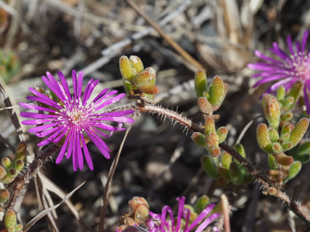 Mouse Dewfig from R341 n.Kammanassie, Uniondale, Kleine Karoo, Western ...
