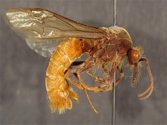 Eciton burchellii