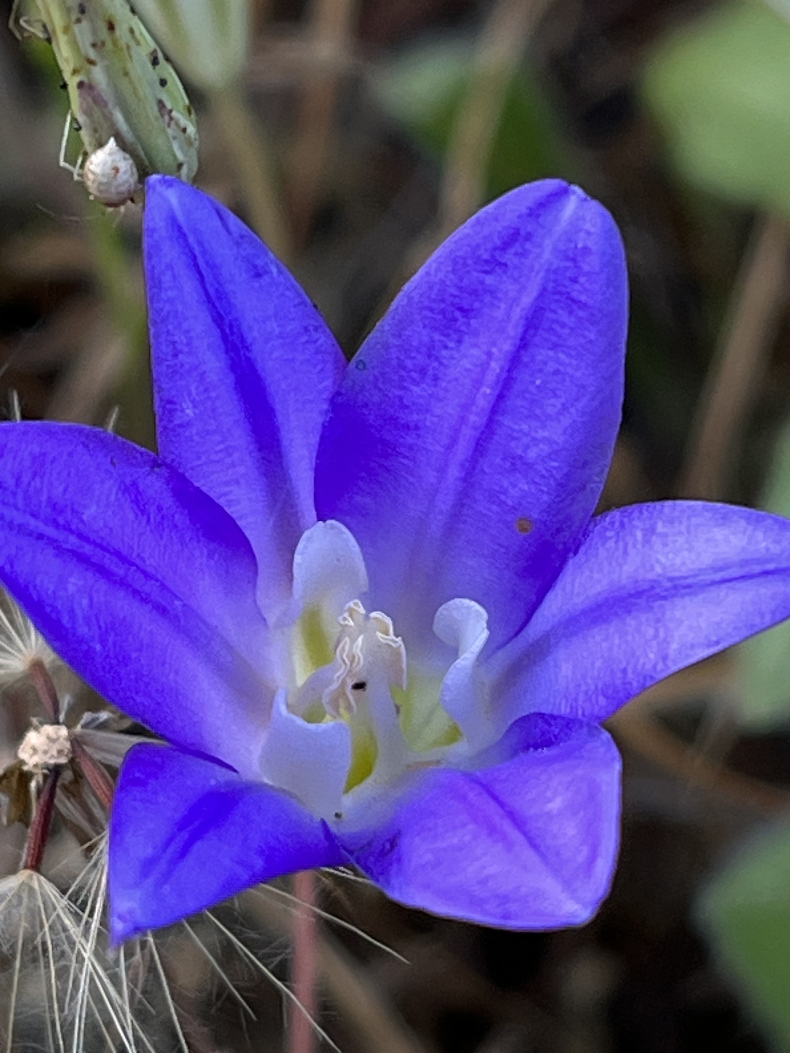 Brodiaea terrestris