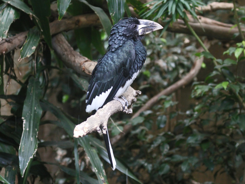 Western Piping Hornbill