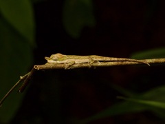 Two-Toned Soft-Nosed Chameleon photo 3