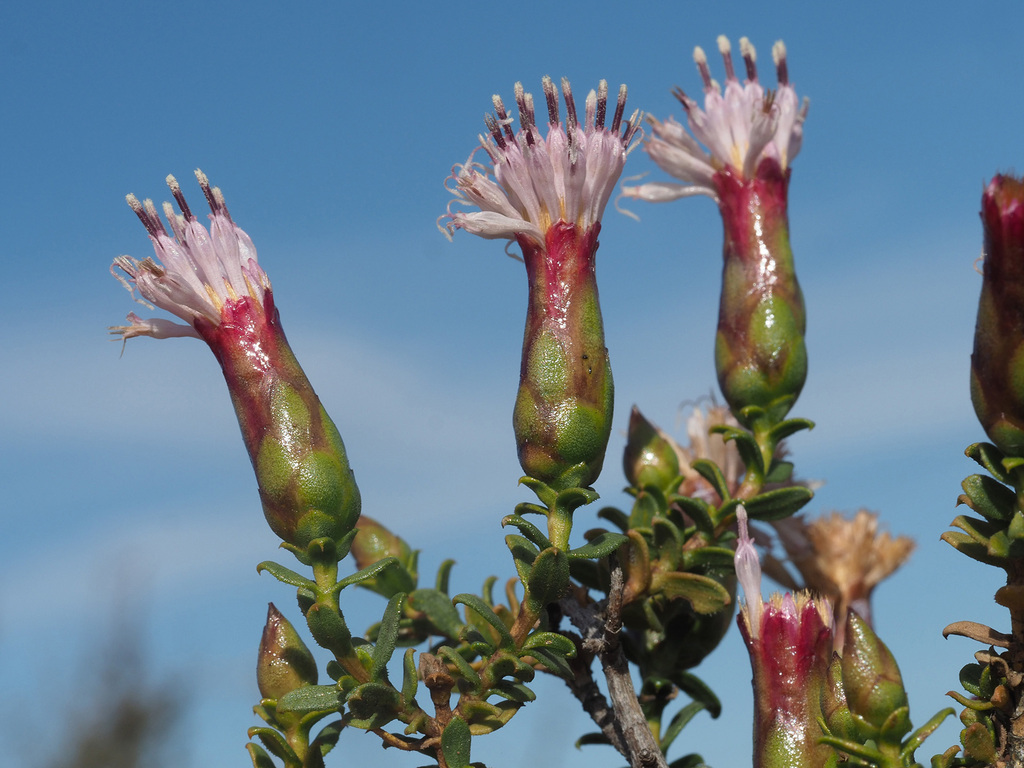 Pteronia adenocarpa