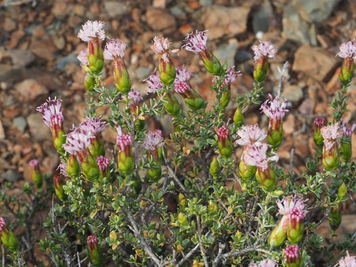 Pteronia adenocarpa