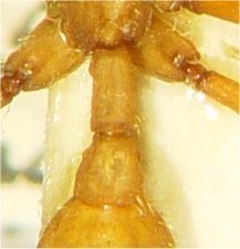 Eciton drepanophorum