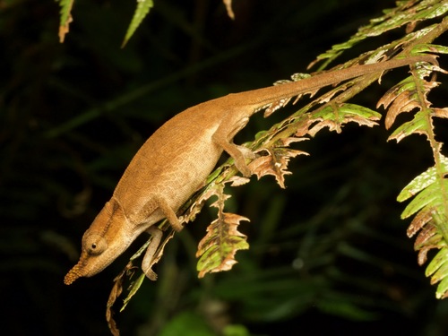 Two-toned Soft-nosed Chameleon