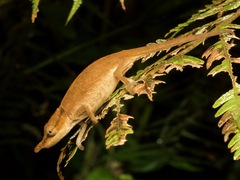 Two-Toned Soft-Nosed Chameleon photo 2