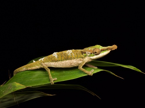 Two-toned Soft-nosed Chameleon (Calumma roaloko) · iNaturalist