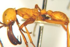 Eciton drepanophorum