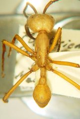 Eciton drepanophorum