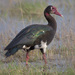Spur-winged Goose - Photo (c) Tarique Sani, some rights reserved (CC BY-NC-SA)