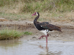 Spur-Winged Goose photo 4
