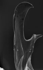 Neivamyrmex fuscipennis