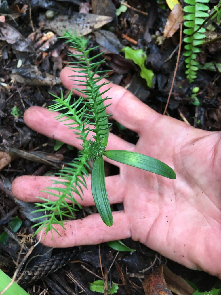 Araucaria heterophylla branch detail with soft needles
