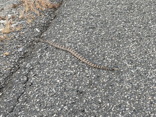 iNaturalist observation photo of Southwestern Speckled Rattlesnake