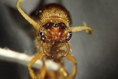 Neivamyrmex fuscipennis