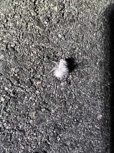 iNaturalist observation photo of Thistledown Velvet Ant