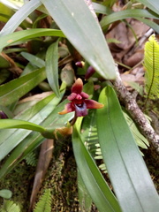 Maxillaria variabilis