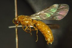 Neivamyrmex fuscipennis