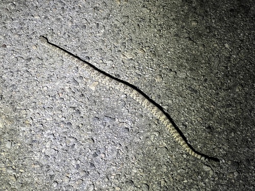 iNaturalist observation photo of Southwestern Speckled Rattlesnake