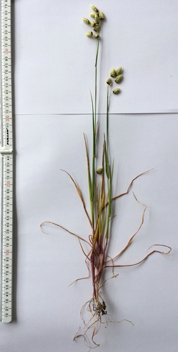 Briza maxima