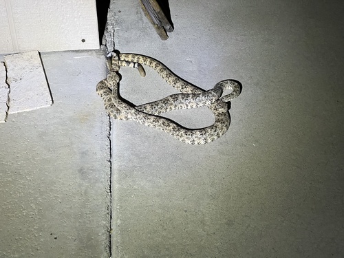 iNaturalist observation photo of Southwestern Speckled Rattlesnake