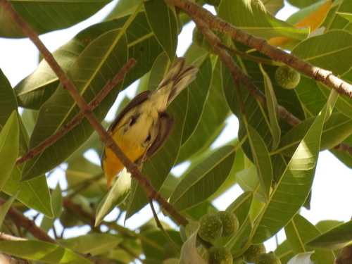 Tropical Parula (West Mexico)