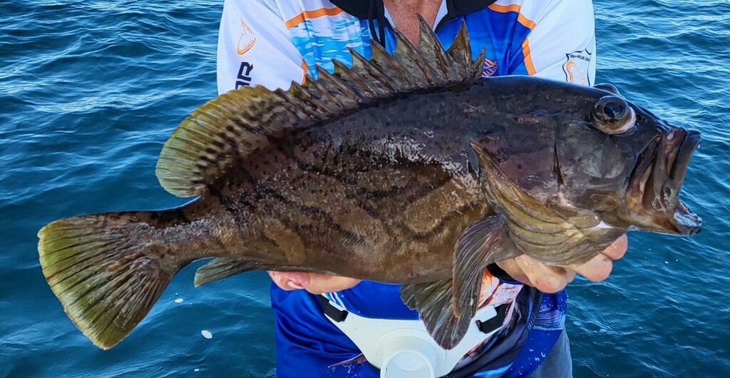 Oblique-Banded Grouper