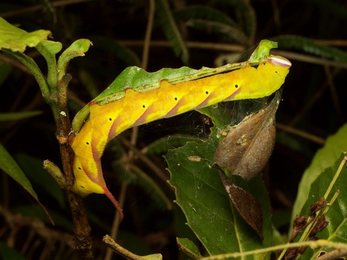 Panogena lingens