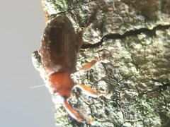 Dorytomus rufatus