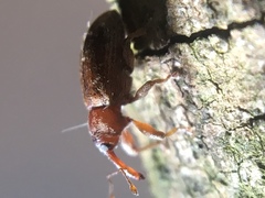 Dorytomus rufatus