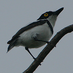Senegal Batis photo 3